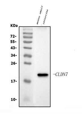 Anti-Claudin 7/CLDN-7 Antibody Picoband® Boster Bio