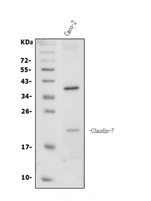 Anti-Claudin 7/CLDN-7 Antibody Picoband® Boster Bio