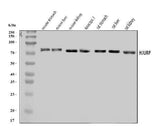 Anti-Hjurp Antibody Picoband® Boster Bio