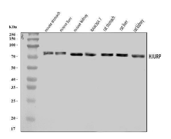 Anti-Hjurp Antibody Picoband® Boster Bio