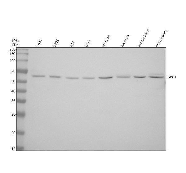 Anti-Glypican 1/GPC1 Antibody Picoband® Boster Bio
