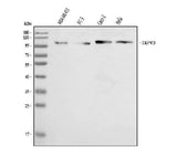 Anti-TRPV3 Antibody Picoband® Boster Bio
