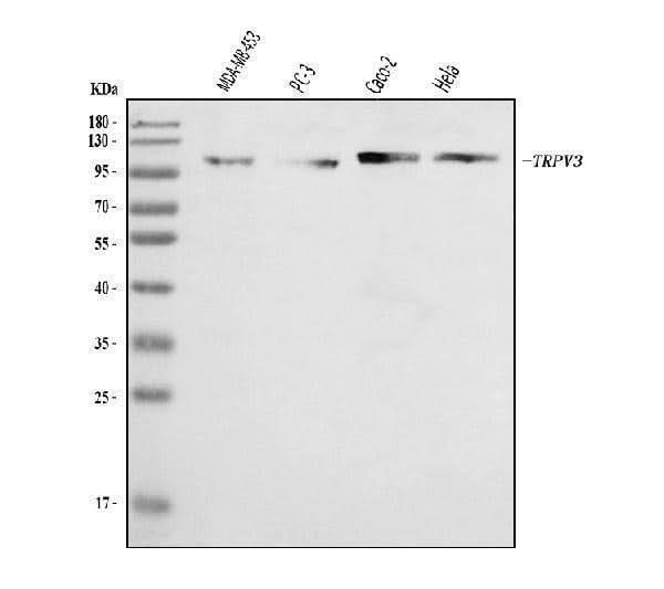Anti-TRPV3 Antibody Picoband® Boster Bio