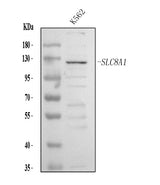 Anti-NCX1/SLC8A1 Antibody Picoband® Boster Bio