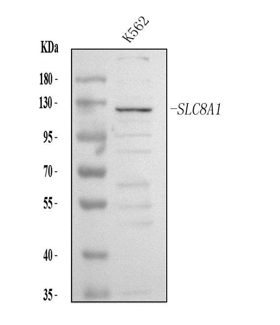Anti-NCX1/SLC8A1 Antibody Picoband® Boster Bio