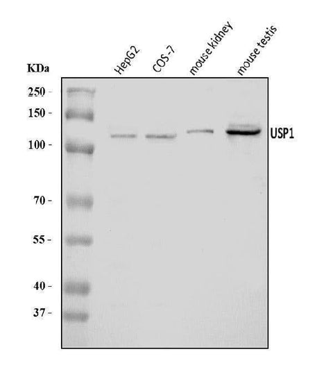 Anti-USP1 Antibody Picoband® Boster Bio
