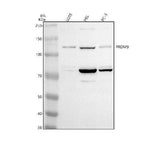 Anti-PRDM9 Antibody Picoband® Boster Bio