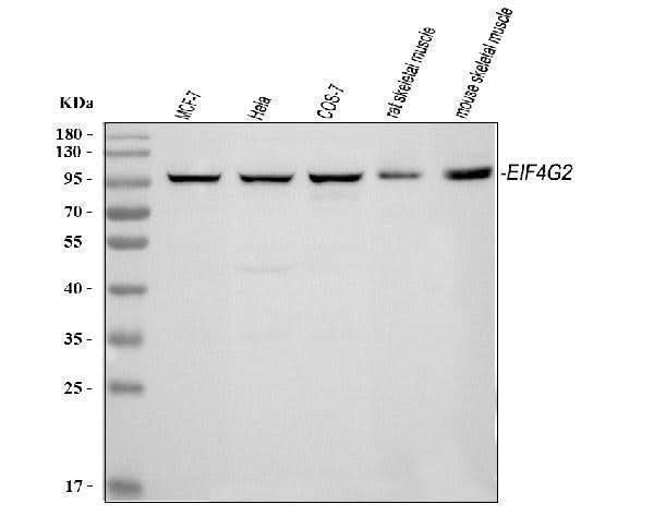 Anti-P97/DAP5/EIF4G2 Antibody Picoband® Boster Bio