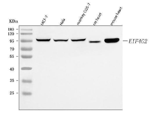Anti-P97/DAP5/EIF4G2 Antibody Picoband® Boster Bio
