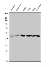 Anti-PTF1A Antibody Picoband® Boster Bio