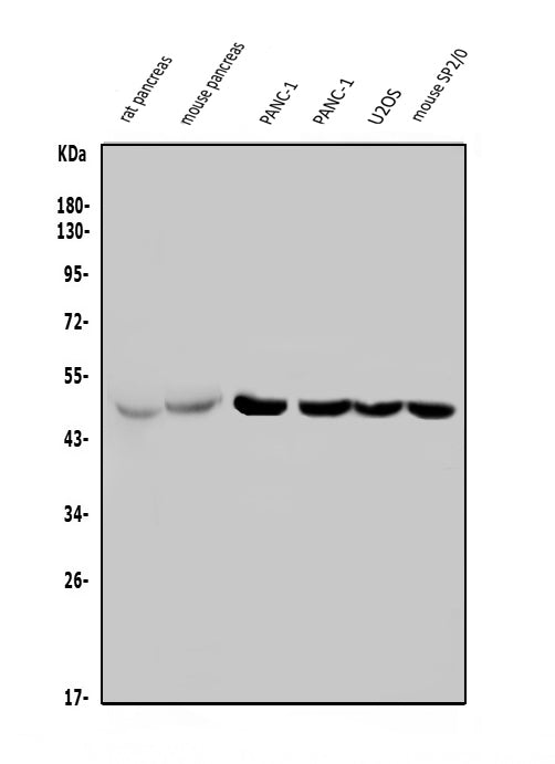 Anti-PTF1A Antibody Picoband® Boster Bio