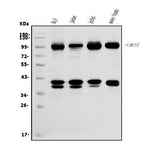 Anti-CDC27 Antibody Picoband® Boster Bio