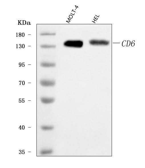 Anti-T12/CD6 Antibody Picoband® Boster Bio