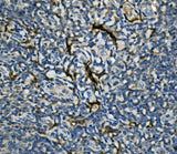 Anti-EIF4A1 Antibody Picoband® Boster Bio