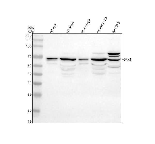 Anti-GRK1 Antibody Picoband® Boster Bio