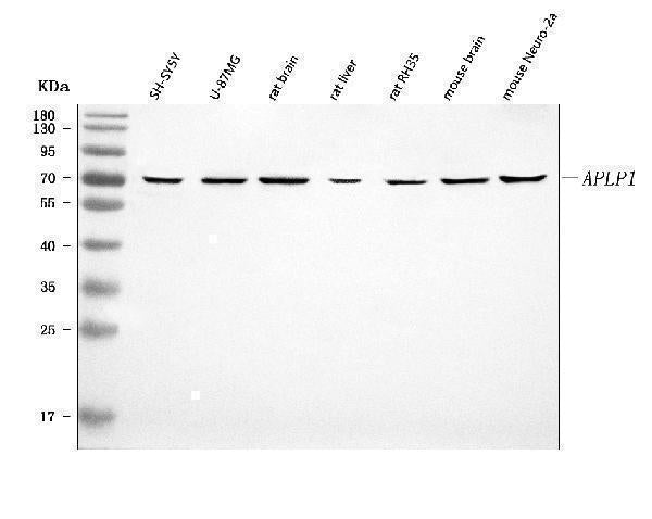 Anti-APLP1 Antibody Picoband® Boster Bio