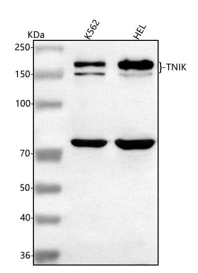 Anti-TNIK Antibody Picoband® Boster Bio