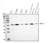 Anti-p38 gamma/MAPK12 Antibody Picoband® Boster Bio