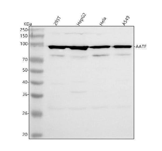 Anti-AATF Antibody Picoband® Boster Bio