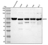 Anti-NUP62 Antibody Picoband® Boster Bio