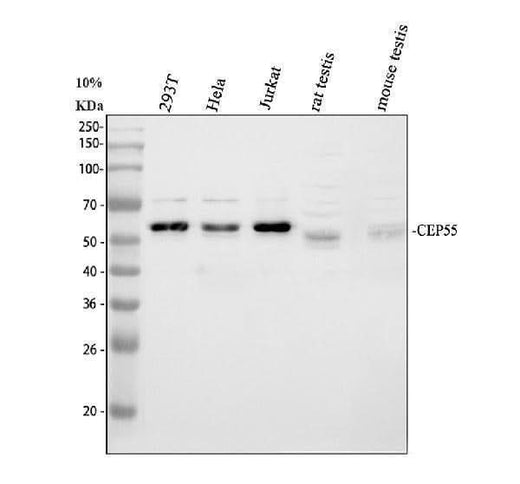 Anti-CEP55 Antibody Picoband® Boster Bio