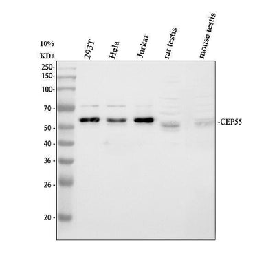 Anti-CEP55 Antibody Picoband® Boster Bio