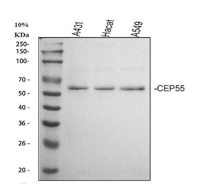 Anti-CEP55 Antibody Picoband® Boster Bio