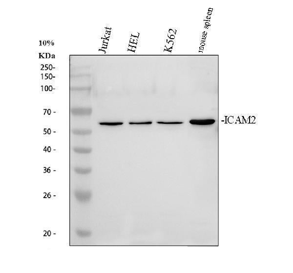 Anti-ICAM2 Antibody Picoband® Boster Bio