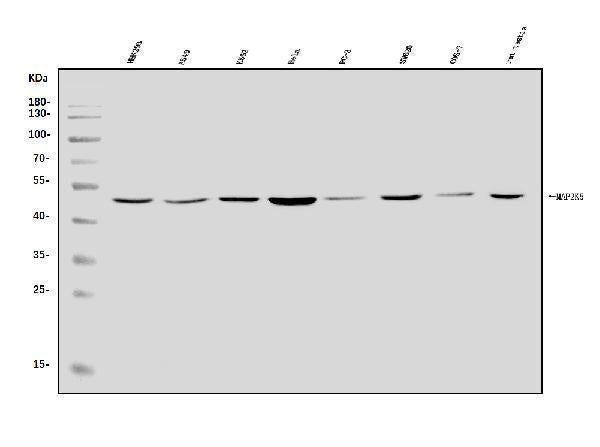 Anti-MEK5/MAP2K5 Antibody Picoband® Boster Bio