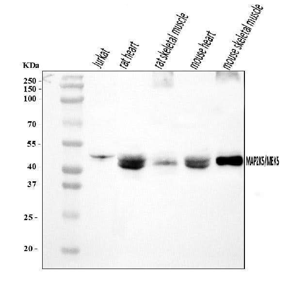 Anti-MEK5/MAP2K5 Antibody Picoband® Boster Bio