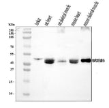 Anti-MEK5/MAP2K5 Antibody Picoband® Boster Bio