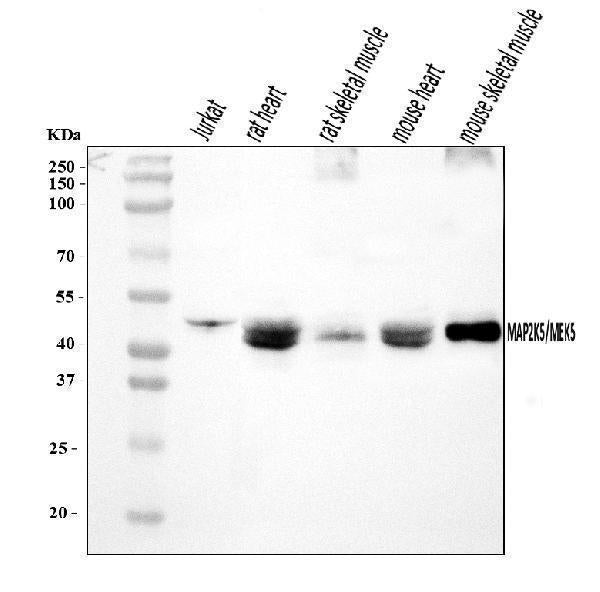Anti-MEK5/MAP2K5 Antibody Picoband® Boster Bio