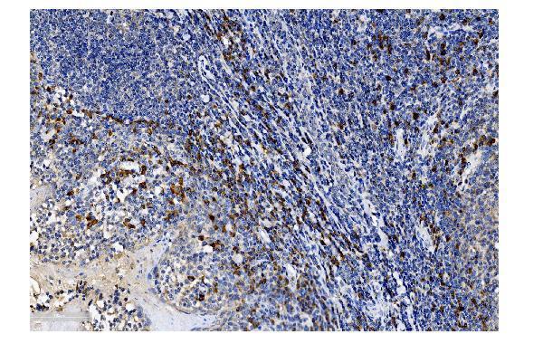 Anti-SLAM/CD150/SLAMF1 Antibody Boster Bio