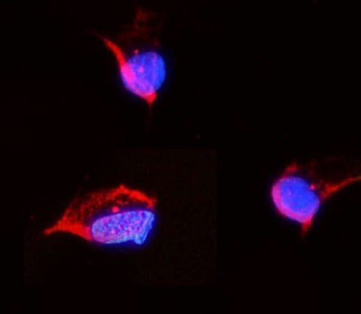 Anti-Tubulin alpha Antibody Picoband® Boster Bio