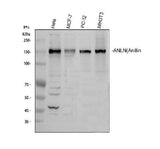 Anti-Anillin/ANLN Antibody Picoband® Boster Bio