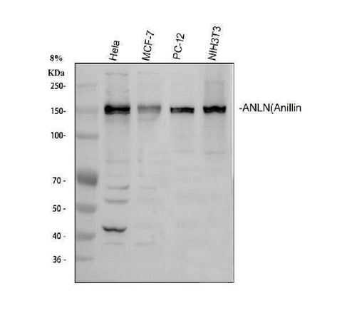 Anti-Anillin/ANLN Antibody Picoband® Boster Bio