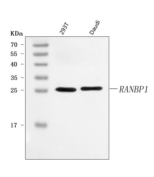 Anti-RANBP1 Antibody Picoband® Boster Bio