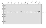 Anti-SOX18 Antibody Picoband® Boster Bio