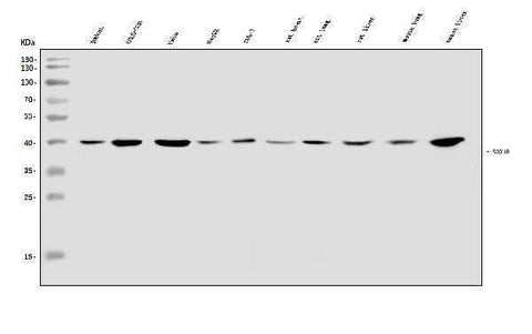 Anti-SOX18 Antibody Picoband® Boster Bio
