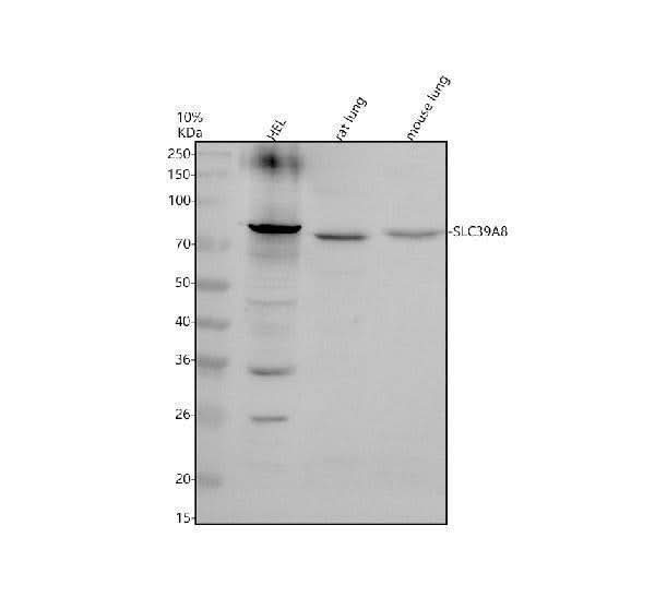 Anti-ZIP8/SLC39A8 Antibody Picoband® Boster Bio
