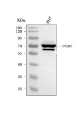Anti-3BP2/SH3BP2 Antibody Picoband® Boster Bio