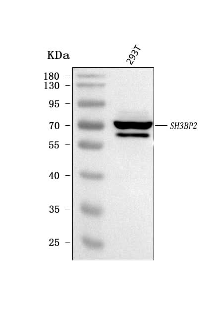 Anti-3BP2/SH3BP2 Antibody Picoband® Boster Bio