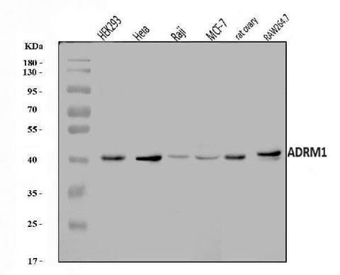 Anti-ADRM1/ARM-1 Antibody Picoband® Boster Bio