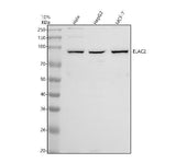 Anti-DNAAF2 Antibody Picoband® Boster Bio