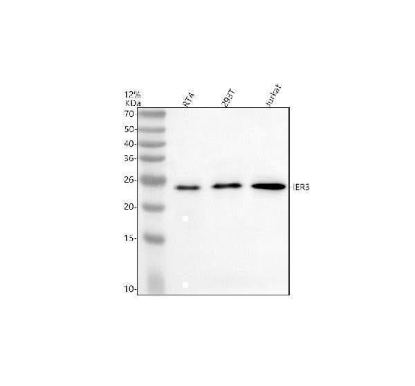 Anti-IER3 Antibody Picoband® Boster Bio