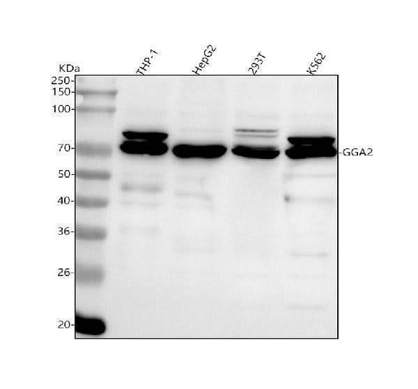 Anti-GGA2 Antibody Picoband® Boster Bio