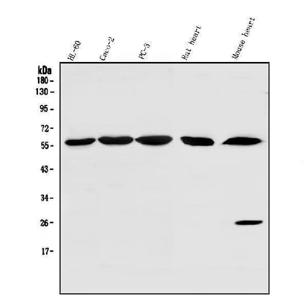 Anti-SRP1/KPNA1 Antibody Picoband® Boster Bio