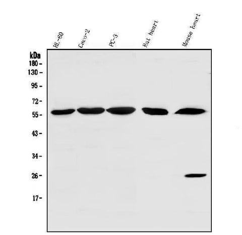 Anti-SRP1/KPNA1 Antibody Picoband® Boster Bio