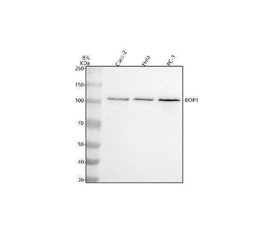 Anti-BOP1 Antibody Picoband® Boster Bio