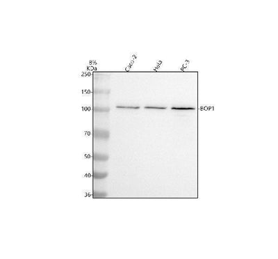 Anti-BOP1 Antibody Picoband® Boster Bio